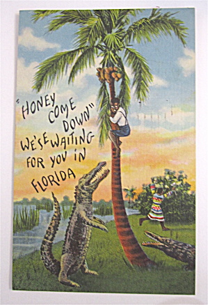 Black Man Hiding In Tree From Alligator Postcard