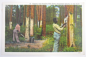 Dipping And Scraping Pine Trees Postcard