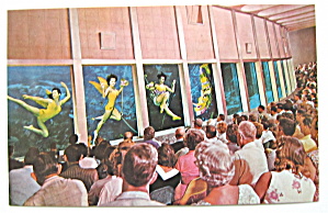 Weeki Wachee Visitors View Florida Mermaids Postcard