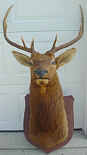 Huge Taxidermy Mule Deer Elk??