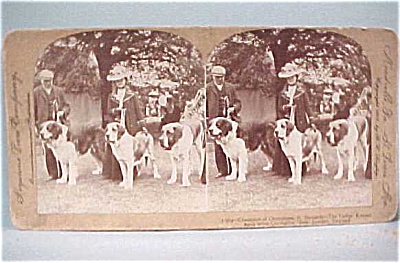 1902 St Bernard Dog Keystone Stereoview