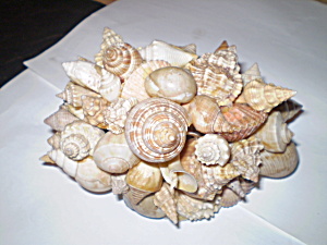 Paperweight Seashells Vintage1950