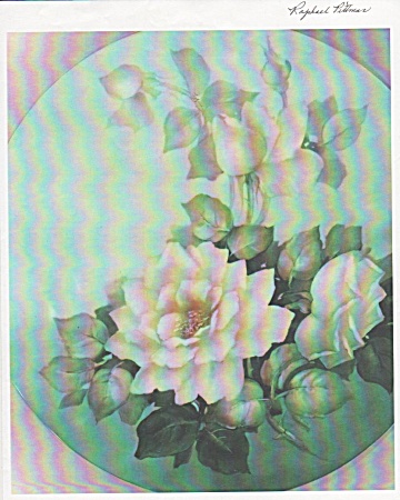White Roses China Painting Study Nancy Fisher
