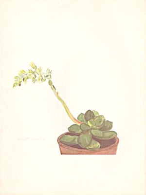 1930s? Arlette Davids Lithograph Succulent Plant
