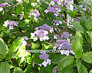 Lace Cap Hydrangea Photograph 1 - Limited Edition