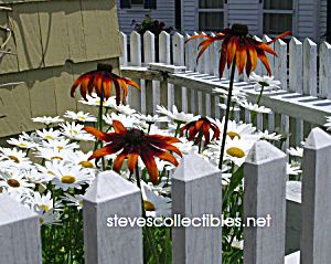 Daisies Photograph No. 1 - Limited Edition