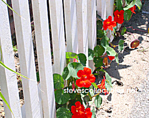 Peeking Garden Flower Photograph - Ltd Edition