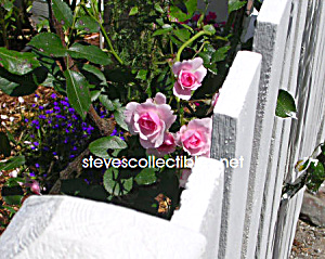 Secret Garden Rose Photograph - Limited Edition