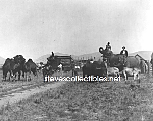 C.1910 Campbells Circus At Plains, Montana - Photo