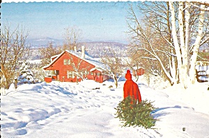 Christmas Postcard Bringing In The Tree Cs11345