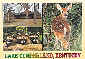 Jamestown Kentucky Lake Cumberland State Park Deer Postcard Cs13015