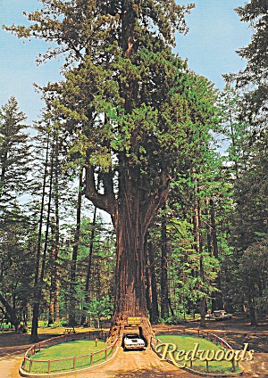 Leggett Ca Chandelier Drive Thru Redwoo Tree Postcard Cs13986