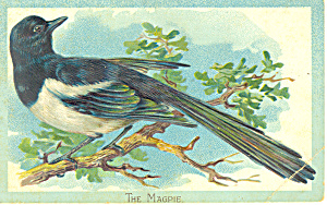 The Magpie Raphael Tuck Postcard P18901