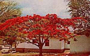 Acacia Tree Caracas Country Club Venezuela P38084