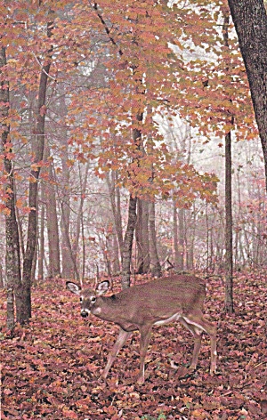 Jamestown Kentucky Lake Cumberland State Park In Autumn Deer Postcard P41529