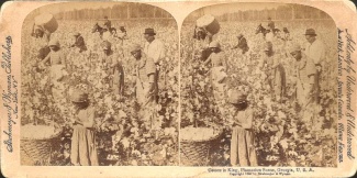 Stereo View, Slaves Picking Cotton On A Georgia Plantation